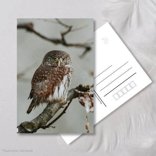 Pohlednice: Glaucidium passerinum