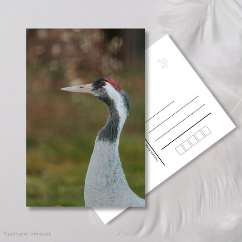 Pohlednice: Grus grus