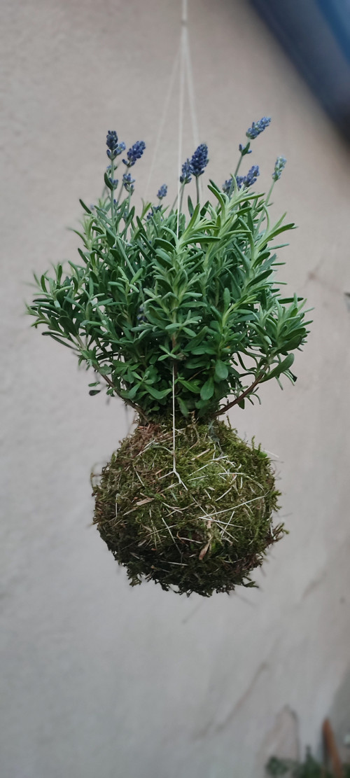 KOKEDAMA levandule lékařská - visící