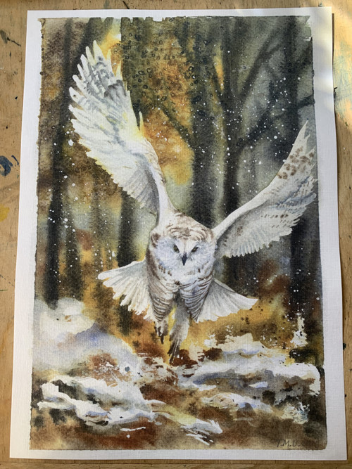 Sova print A4