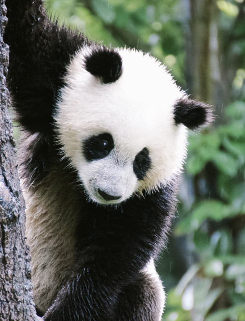 Panel z kočárkoviny 21x16 cm: Panda