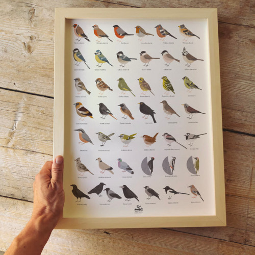 Naši ptáci (autorský tisk) — foto 1