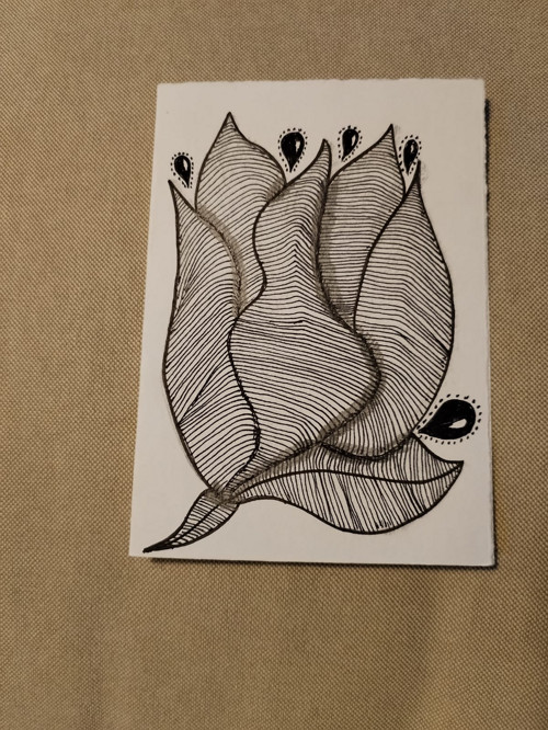 Tulipán