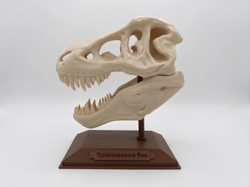 Lebka T-Rexe PREHISTORIA