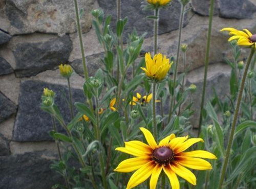 Rudbekie - třapatka — foto 1