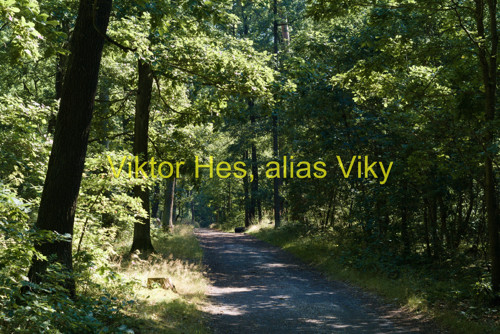 Lesní cesta za slunečného dne