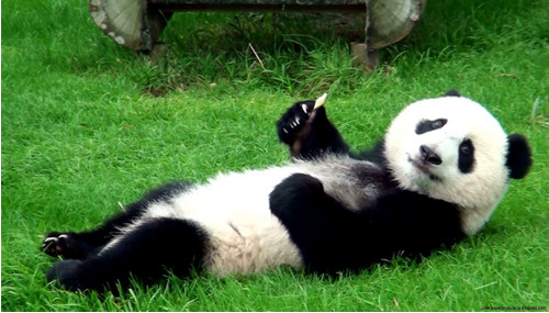 Panda 2313