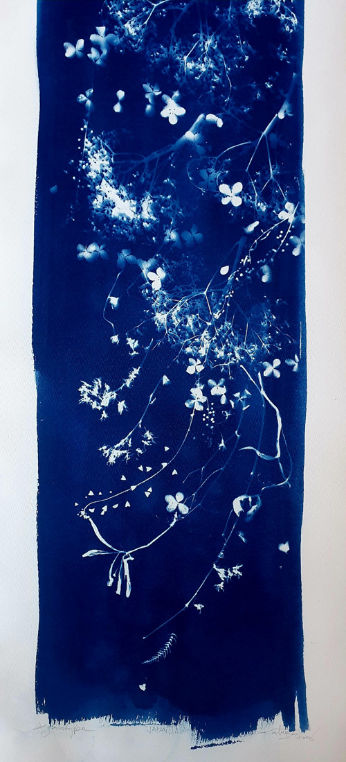 Velkoformátová kyanotypie "JAPAN - Sakury"