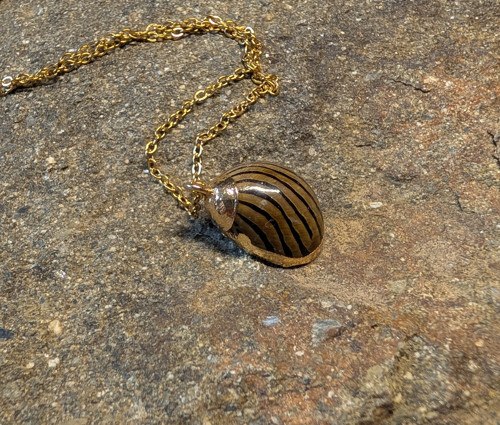 Mušle Neritina Zebra Indopacifik, chirurgická ocel