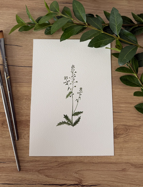 Kokoška pastuší - akvarel, ilustrace A5