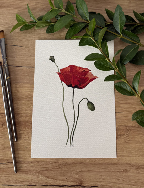 Mák vlčí - originál ilustrace A5
