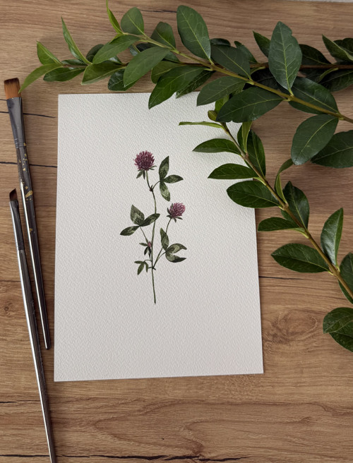 Jetel luční - akvarel, ilustrace A5