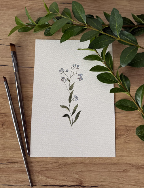 Poměnka lesní - akvarel, ilustrace A5