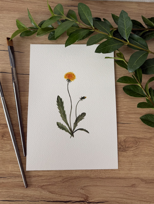 Pampeliška lékařská - akvarel ilustrace A5