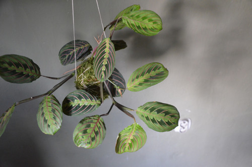 KOKEDAMA - Maranta