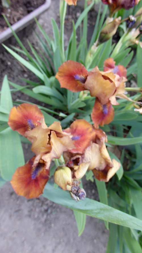 Iris hnědý