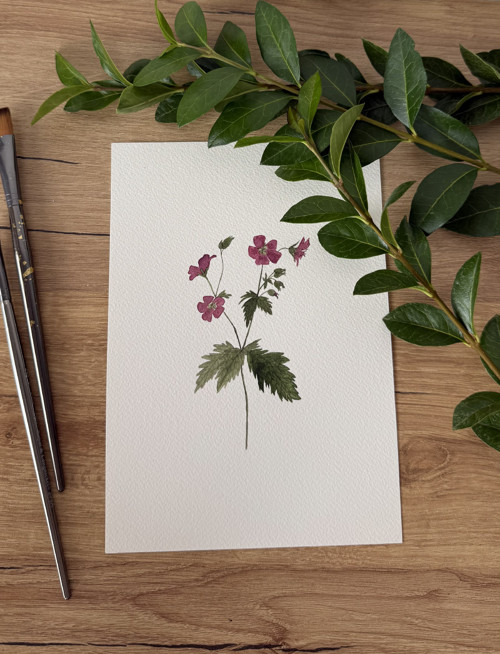 Kakost lesní - akvarel, ilustrace A5