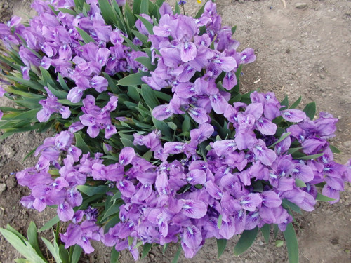 Iris skalkový fialový