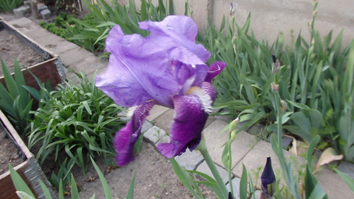 Iris středně fialový