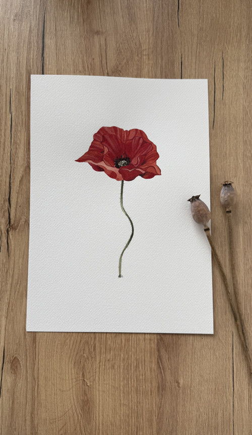 Mák vlčí - originál ilustrace A4