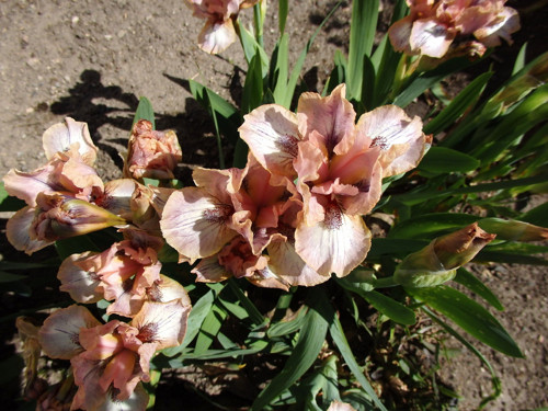 Iris starorůžový