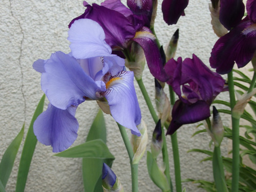 Iris bleděmodrý