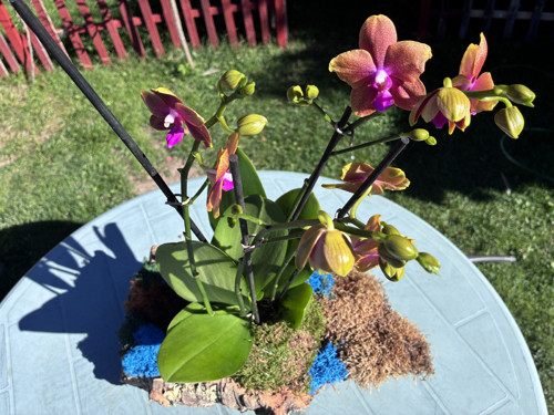 Exkluzivní kokedama