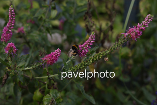 Čmelák v zámecké zahradě - digitální fotografie