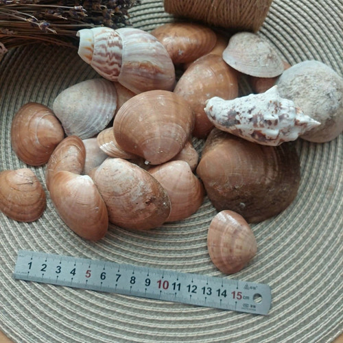 Mušle — foto 1