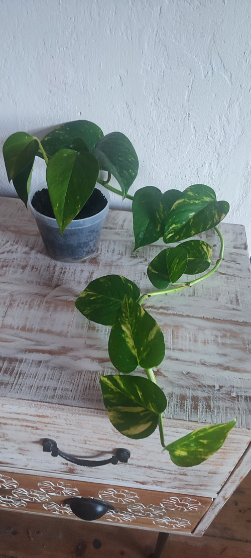 Epipremnum /pothos/ - pokojová rostlina