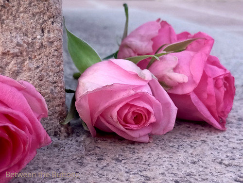 Řekni kde ty kytky jsou - autorská fotografi
