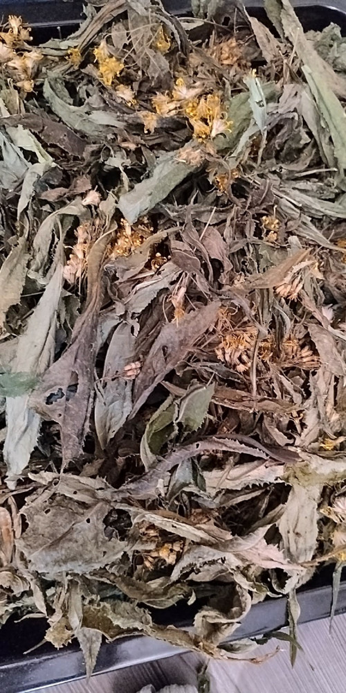 Kycol - Starček Fuchsův (Senecio fuchsii)