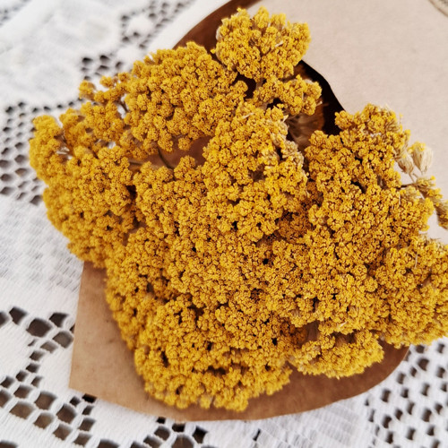 Řebříček sušený přírodní (Achillea) - svazek
