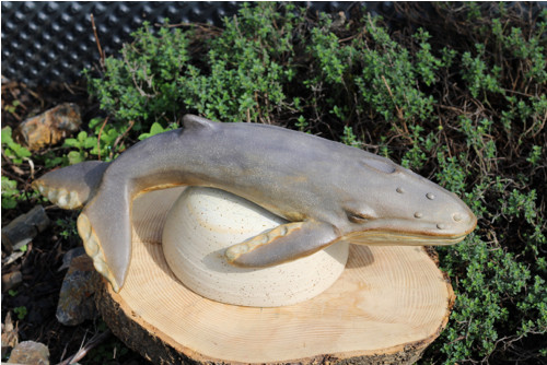 Obří keporkak, poutník moře, 47 cm délka