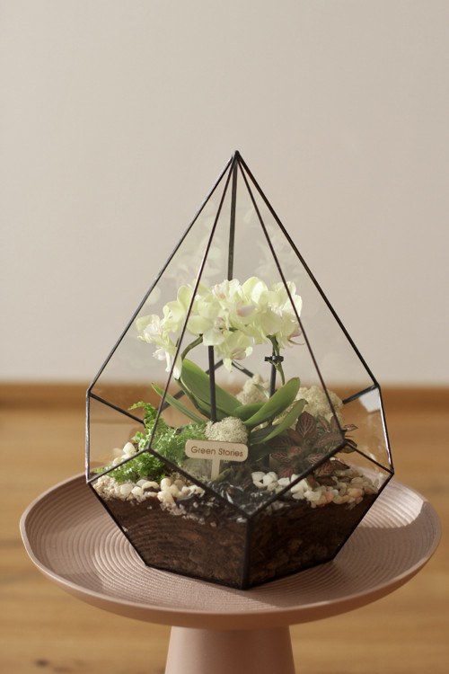 Skleněné florárium s orchidejí, živá dekorace