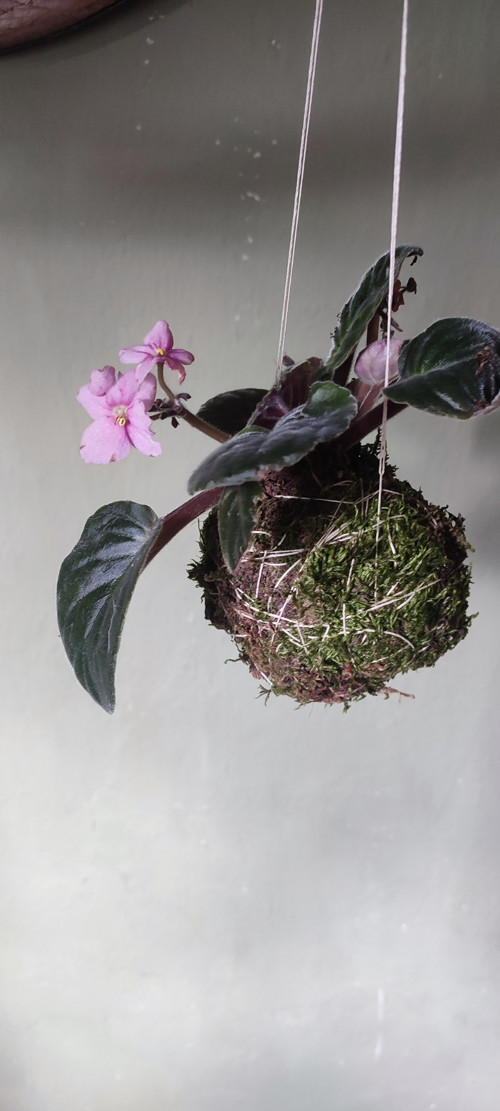 KOKEDAMA - Africká fialka
