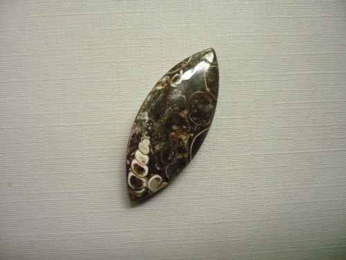 Kabošon - turitella 34 mm, č.67