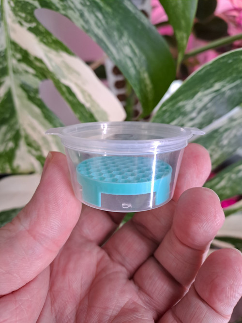 Krabička s mřížkou - mint (průměr 4,8cm)