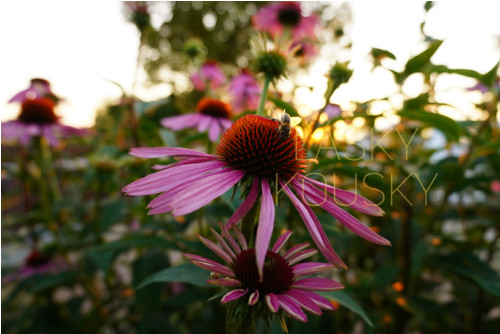 Echinacea