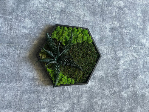 Mechový obraz - hexagon 26x26cm