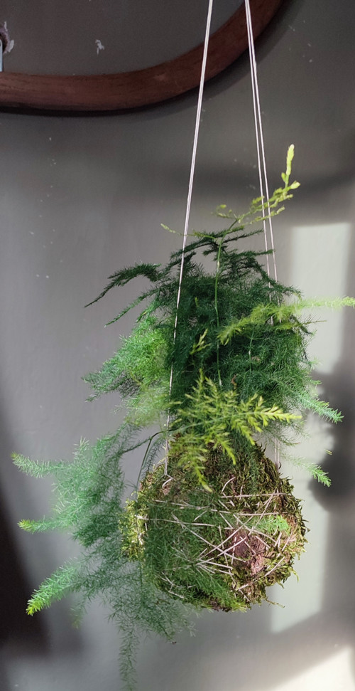 KOKEDAMA - Aspharagus