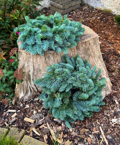 Věnec z jedle Nobilis | 30cm