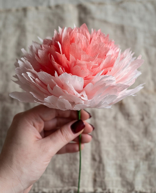 Květina z papíru - Pivoňka lososová (Peonia)