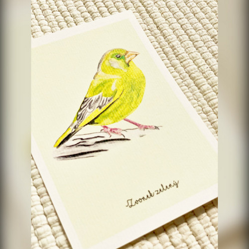 Pohlednice - Zvonek zelený