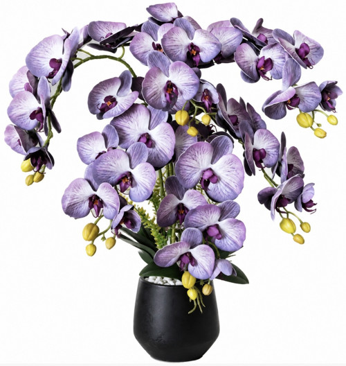 Luxusní fialová orchidej do obýváku.