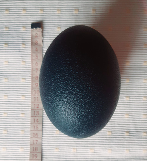 Vyfouknuté vejce (Emu)