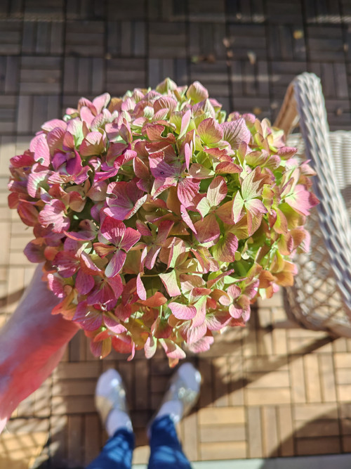 Prémiový květ hortenzie SKLADEM