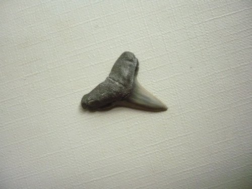 Žraločí zub černý - 19 mm, č.47f