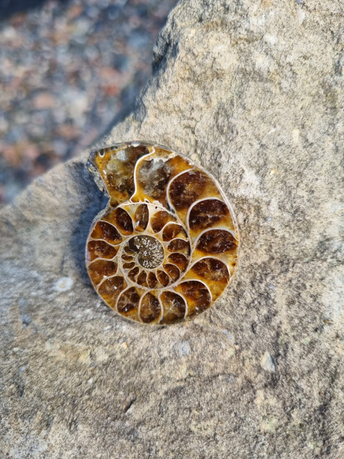 Amonit č.2 - 40x32mm
