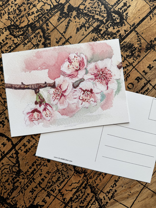 Sakura - pohled A6